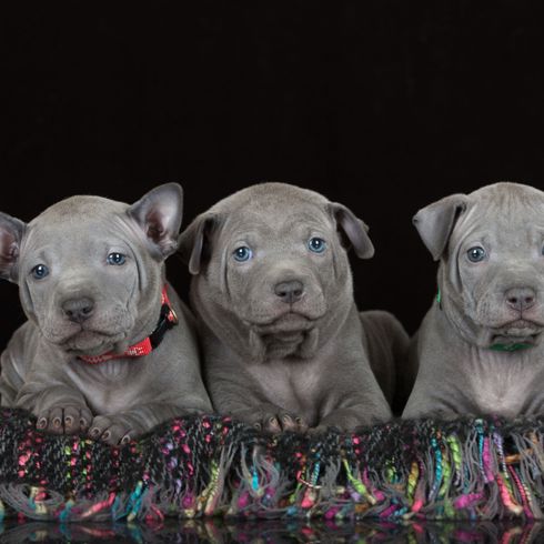 Emlősállat, kutya, gerinces, Canidae, kutyafajta, kis thai ridgeback kiskutyák szürkében, kis szürke kutya, kis szürke kutya