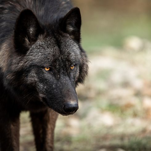 Timberwolf, veszélyes vadállat, kutyával keresztezett farkas, fekete farkas, farkaskutya, a kutyák őse.