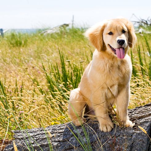 világosbarna Golden Retriever kiskutya Kutya, emlős, gerinces, Canidae, kutyafajta, barna golden retriever kölyök, retriever kölyök, húsevő, sportcsoport, fű,