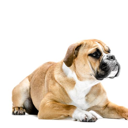 kutya, emlős, gerinces, kutyafajta, canidae, bulldog, ragadozó, világosbarna kontinentális bulldog fekszik fehér háttérrel szemben