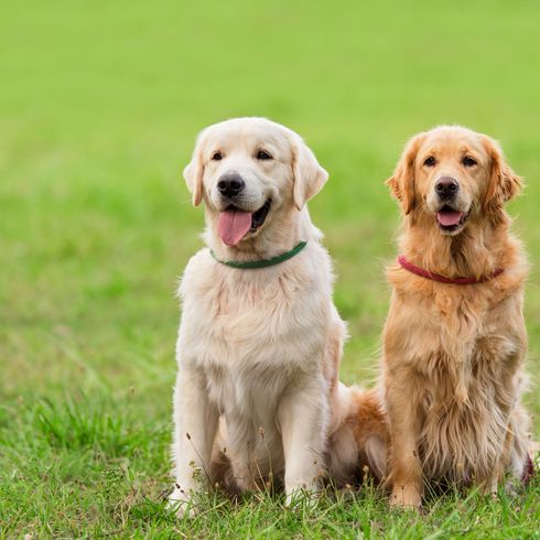 Kutya, emlős, gerinces, kutyafajta, Canidae, fehér, hosszú szőrű retriever, vörös golden retriever, húsevő, társas kutya, sportos csoport,
