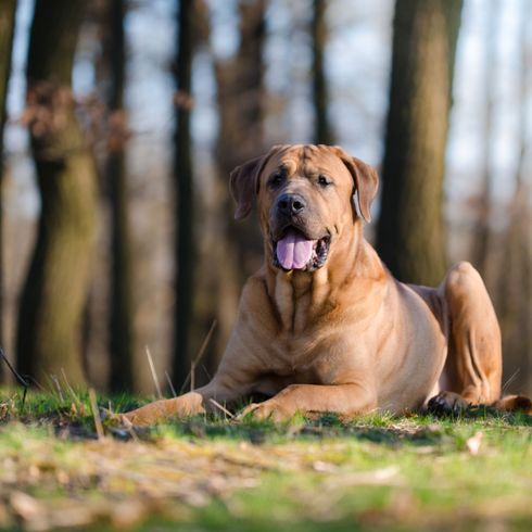 Őrkutya Bullmastiff Kutya, emlős, gerinces, kutyafajta, Canidae, ragadozó, Broholmerhez hasonló fajta, Boerboelhez hasonló kutya, Tosa, Fila brasileiro-hoz hasonló kutya, Bullmastiff az erdőben fekszik, jó házőrző, nagy barna kutya, amelynek sok ereje van, harci kutya, listás kutya, rövid szőrű kutya.