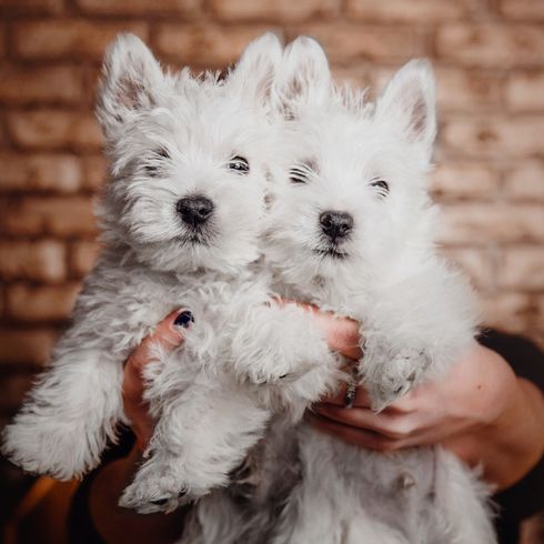 West Highland White Terrier kölykök kölyök fehér, kis fehér kölyök, két kis kölyök álló fülekkel, West Highland White Terrier fiatal kutyák