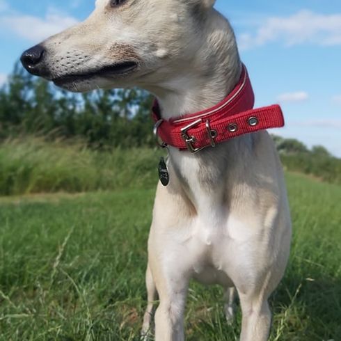 Hund,Wolke,Himmel,Reifen,Halsband,Fleischfresser,Hunderasse,Pflanze,Begleithund,Kitz,