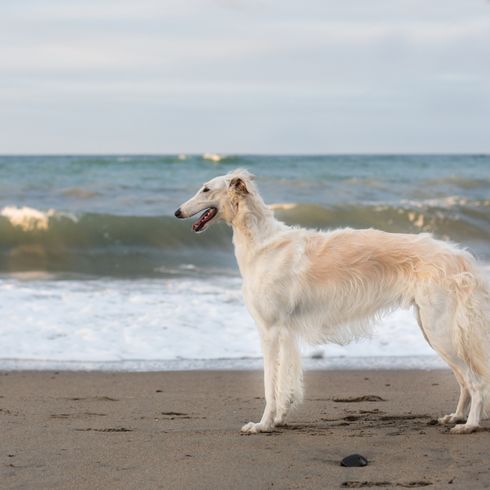 Kutya, emlős, gerinces, Canidae, Borzoi, húsevő, kutyafajta, agár, fehér borzoi a tengerparton áll a tenger előtt