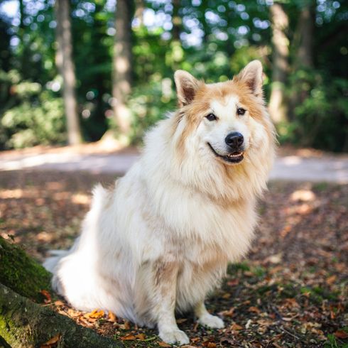 fehér Elo barna foltokkal ül az erdőben és néz a kamerába, spitzhez hasonló kutya, kutyafajta családoknak és kezdőknek