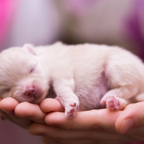 Emlős, Kutya, Kiskutya, Canidae, Rózsaszín, Kutya fajta, Kiskutya szerelem, Máltai kutyához hasonló kiskutya, Shih tzu-hoz hasonló fajta, Nagyon fiatal farkas spitz kölyökkutya baba