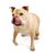 Englische Bulldogge Mischlingshund mit heraushängender Zunge Eine niedliche englische Bulldogge und ein chinesischer Shar Pei-Mischlingshund gehen mit herausgestreckter Zunge auf das Futter zu.