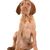 Drahthaar Vizsla (Ungarischer Drahthaar Vizsla) Welpe