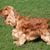 Englischer Cocker Spaniel im Garten