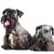 Zwei Hunde der Rasse Tschechischer Terrier