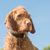 Altes Magyar Vizsla Hundeporträt. Der Hund sitzt und schaut seitwärts gegen den blauen Himmel