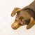 Tiere zu Hause. Nahaufnahme Dackel Chihuahua und Shih Tzu Mischlingshund Porträt Innenansicht von oben