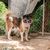 Thailändischer Hund Bangkaew im Haus eingesperrt