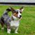 Junger Welpe der Rasse Welsh Corgi Cardigan im Freien