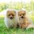 Zwei Hunde der Rasse Miniaturspitz auf grünem Gras