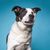 Niedlicher Border Collie Mix Rinderhund auf einem isolierten Hintergrund Studioaufnahme