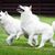 Zwei Hokkaido-Hunde auf grünem Gras