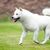Weißer Hokkaido-Hund läuft schnell