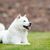 Japanischer Hokkaido-Hund auf dem Gras liegend