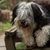 Polnischer Niederungsschäferhund sitzt auf einer Holzbank und zeigt seine rosa Zunge. Selektiver Fokus auf eine Nase. Porträt eines niedlichen, großen, schwarz-weißen, flauschigen, langhaarigen Hundes mit dickem Fell. Lustiger Hintergrund für Haustiere