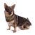 Schwedischer Vallhund Hund isoliert auf einem weißen Hintergrund