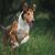 Hund Smooth Collie in der Natur