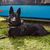 Schöner Sicherheitspolizeihund oder Drogenspürhund, der auf grünem Gras auf dem Flugplatz ruht