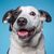 Niedlicher Border Collie Mix Rinderhund auf einem isolierten Hintergrund Studioaufnahme