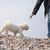Liebenswerter Hund, der eine Mischung aus Shih Tzu und Bichon Frise ist, am Strand