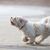 Liebenswerter Hund, der eine Mischung aus Shih Tzu und Bichon Frise ist