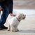 Liebenswerter Hund, der eine Mischung aus Shih Tzu und Bichon Frise ist, am Strand
