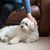 Liebenswerter Hund, der eine Mischung aus Shih Tzu und Bichon Frise ist