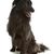 Schwarzer Pyrenäenschäferhund vor einem weißen Hintergrund
