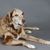 Schöner großer gemischter Labrador und Australian Shepherd Hund im Studio