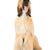 Hund, Säugetier, Wirbeltier, Canidae, Hunderasse, Afghanen, Fleischfresser, Begleithund, Windhund, Fell, heller Afghanischer Windhund sitzend vor weißem Hintergrund