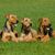 Airedale Terrier Hunde liegen zu dritt auf einer Wiese, braun schwarze Hund mit Kippohren sehen ähnlich aus wie Hunderasse Foxterrier, große Hunderasse mit Locken