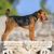 Airedale Terrier im Portrait mit seinem ganzen Körper, Statur eines Airedale Terrier Hundes Rüde mit gerollter Rute und Kippohren, großer brauner Hund mit welligem Fell