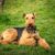 Airedale Terrier liegt auf einer grünen Wiese, braun schwarzer Hund mit Locken und Kippohren, großer Hund ähnlich Foxterrier