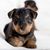 Hund, Säugetier, Wirbeltier, Hunderasse, Canidae, Welpe, Fleischfresser, Rasse ähnlich Schwarz-Brauner Terrier, Hund ähnlich Schnauze, Begleithund, Airedale Terrier Welpe, Braun schwarzer Hund