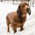 Alpenländische Dachsbracke im Schnee, brauner kleiner Jagdhund aus Österreich mit Schlappohren und kurzem Fell