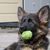 Hund, Säugetier, Wirbeltier, Altdeutscher Schäferhund, Hunderasse, Canidae, Fleischfresser,  Schäferhund kauend auf Tennisball