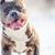 American Bully Temperament und Rassebeschreibung