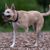 Carolina Dog, American Dingo, brauner mittelgroßer Hund mit Steohren, Dingo aus Amerika, Amerikanische Hunderassen, Nicht anerkannte Hunderasse aus Amerika, USA Hund, Hund der Einwohner, Ureinwohner Hunderasse, Zuchthund, Freilebende Rasse, Rassbeschreibung