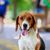 Hund, Säugetier, Wirbeltier, Hunderasse, Canidae, Fleischfresser, amerikanischer Foxhound sitzend vor einer Straße