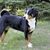 Appenzeller Sennenhund schwarz braun weißer Hund mit gerollter Rute, Schweizer Sennenhund