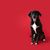 Hund, Säugetier, Wirbeltier, Hunderasse, Canidae, Fleischfresser, Sportgruppe, Wachhund, glücklicher Aussiedor sitzt vor rotem Hintergrund