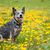 Hund, Säugetier, Wirbeltier, Hunderasse, Canidae, australischer Rinderhund, Fleischfresser, Gelb, Arbeitshund, Australian Cattle Dog sitzt auf Blumenwiese