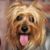 Australian Silky Terrier Portrait, kleiner Hund mit langem Fell, Hund streckt Zunge raus, Hundeportrait, australische Hunderasse, kleiner Hund für Stadt und Kinder