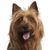 Australian Terrier, kleine Hunderasse, Australische Hunde, Hund mit Stehohren, Terrierhund, Anfängerhunderasse, Hund für die Stadt, Schäferhund klein, Rattenjagd, Hund der Ratten gejagt hat, Hund mit Mähne